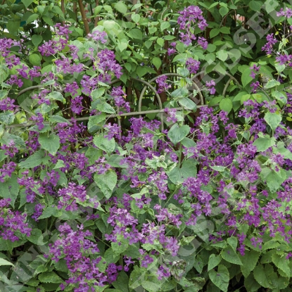 Picture of Honesty - Purple